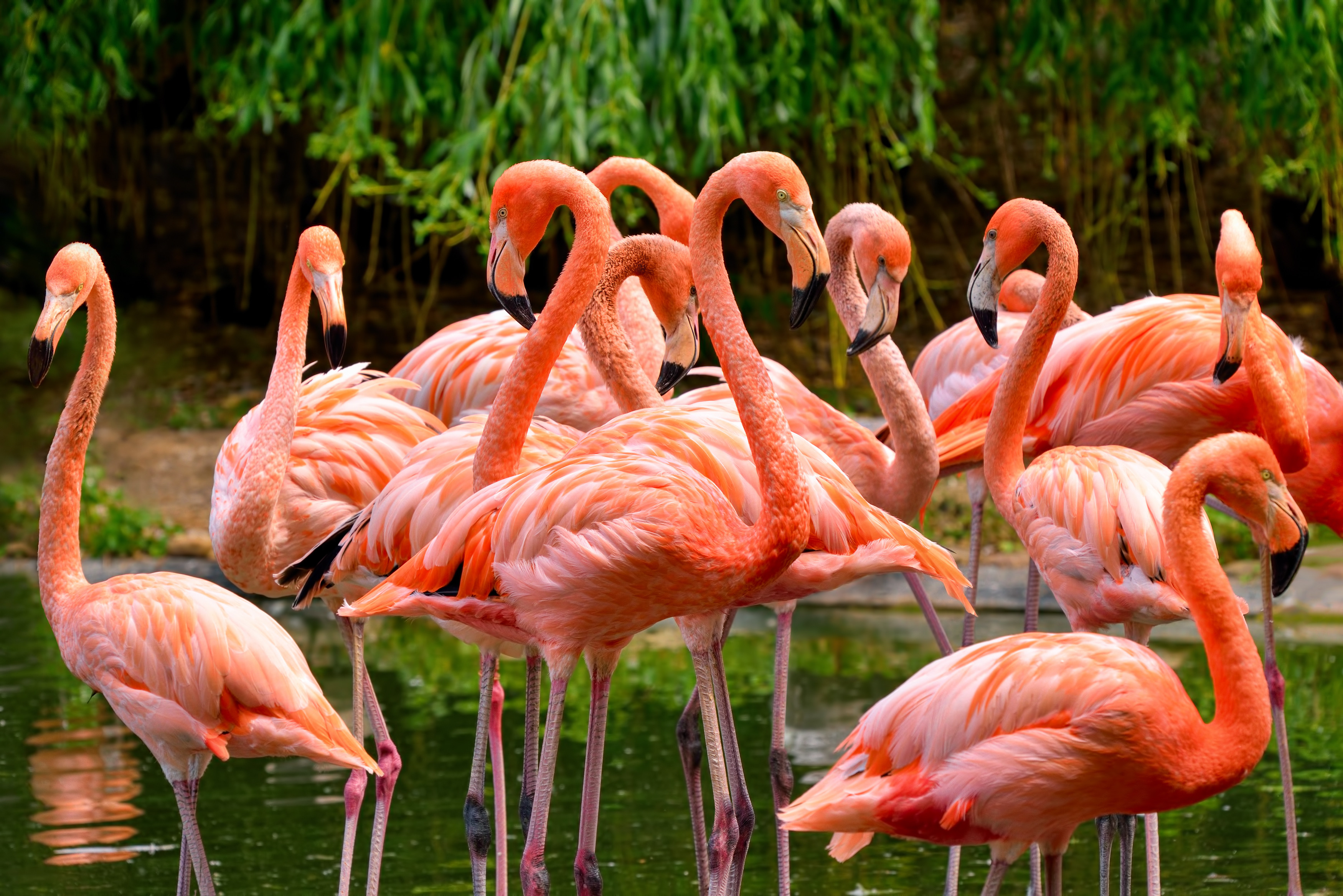 Flamingos ATS